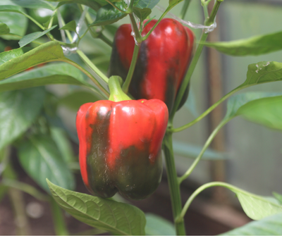 What growing method use for grow peppers inside?