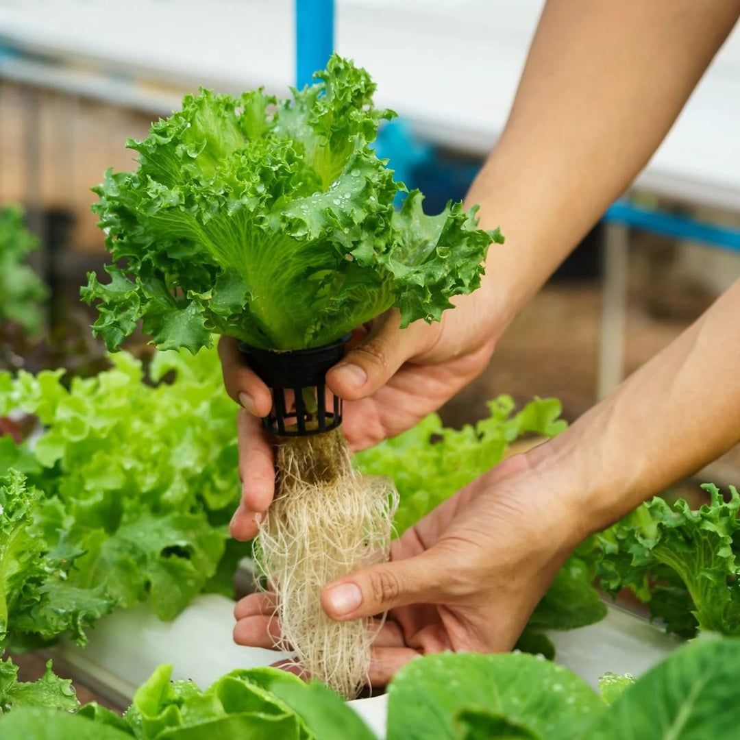 Growing Hydroponic Vegetables for Food Self-Sufficiency: A Comprehensive Guide
