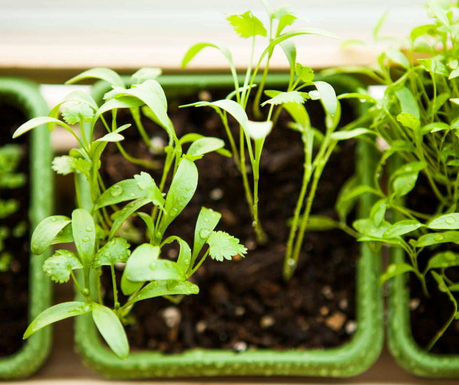 best humidity range for your indoor garden