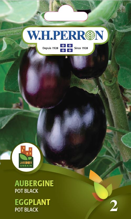 Seeds - Black eggplant