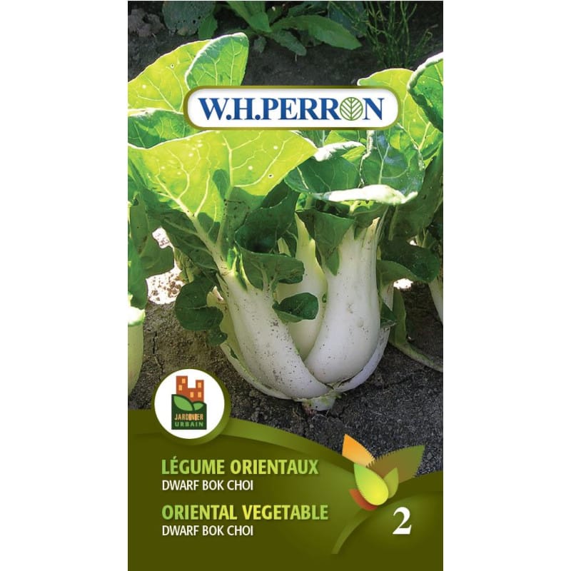 Semences - Légumes orientaux Bok Choi Dwark
