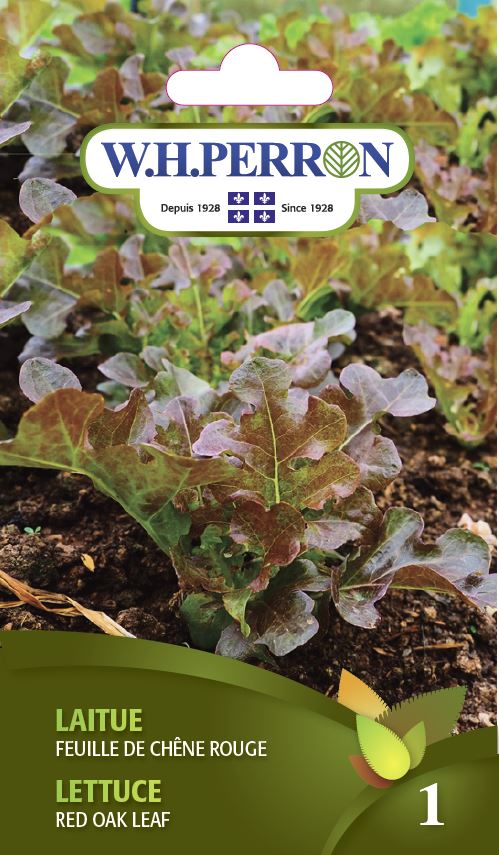 Semences - Laitue Red Oak Leaf 