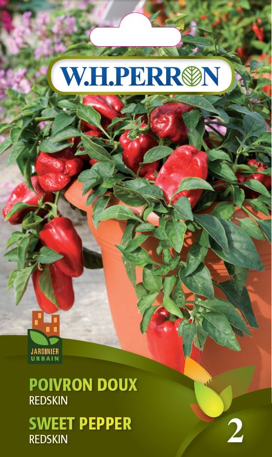 Semences - poivron à peau rouge