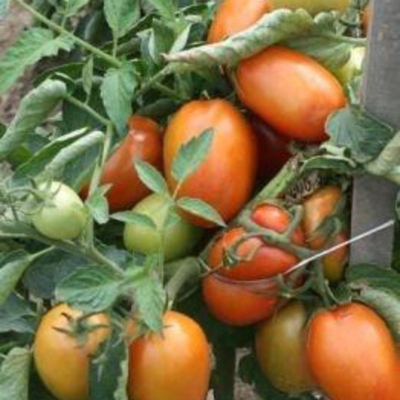 Seeds - Tomato-Italian Plum Regal F1