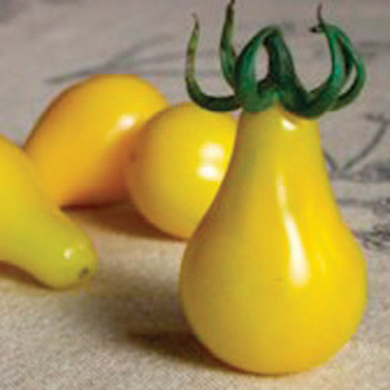 Semences - Tomate-Petits fruits Poire jaune