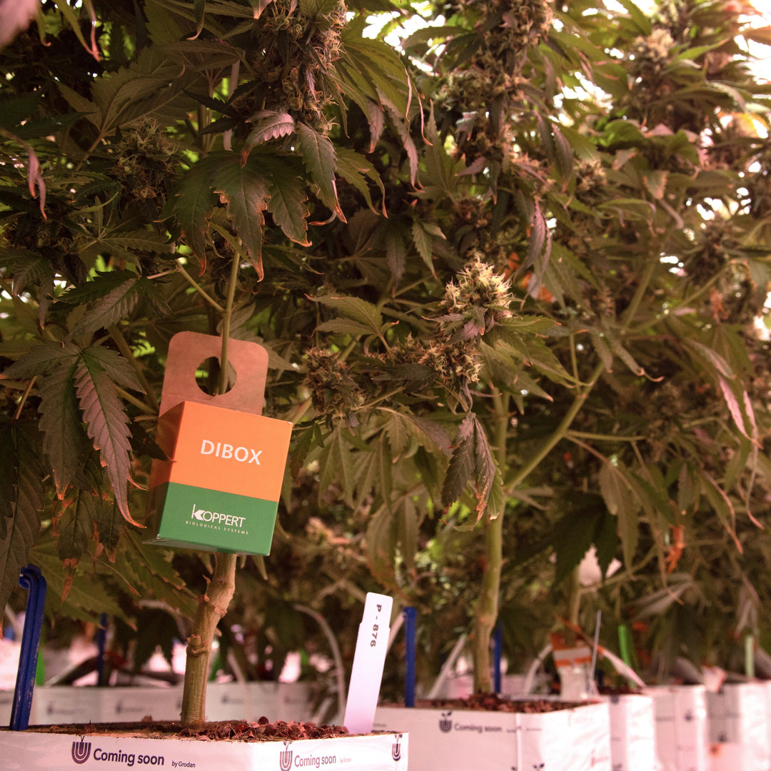 Boîtes de distribution Koppert- Dibox (Disponible en magasin uniquement)