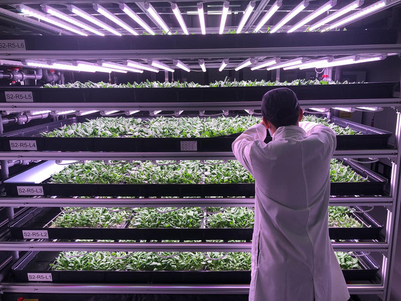 FUTUR VERT HORTI-GREEN LED 20W 100V-277V