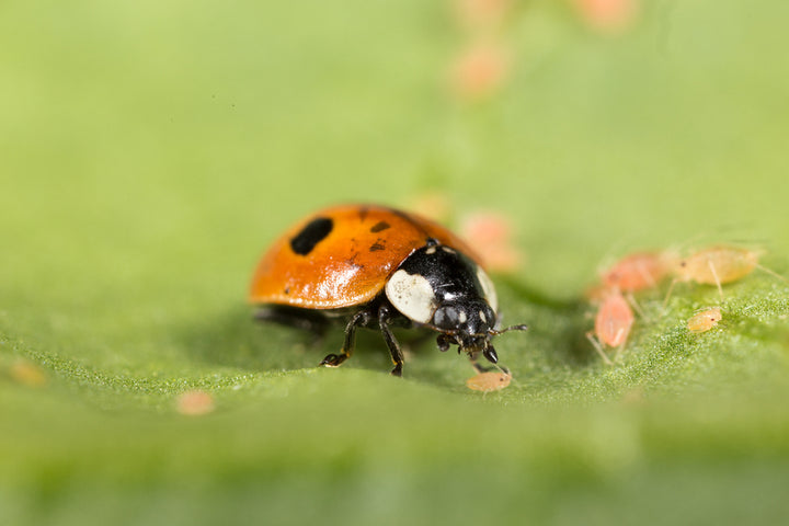 Koppert - Aphidalia ( Coléoptère prédateur (coccinelle)