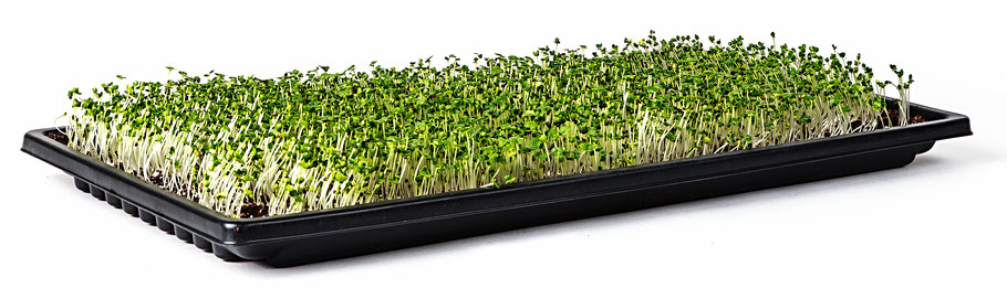 Micro-pousse Plateau Sun-Blaster Double épaisseur 10x20