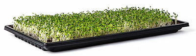 Microgreen Trays Sun-Blaster Double Thick 10x20