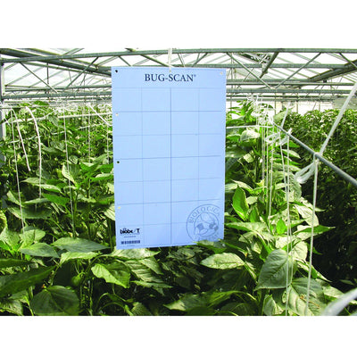 Bug-Scan Blue for Thrips / Leafminer 4" x 10" (10 / Pk)